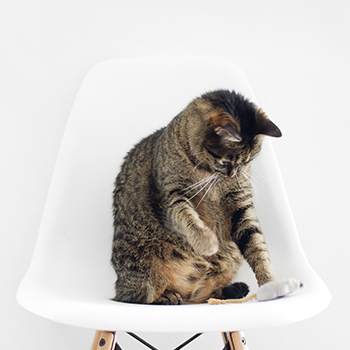 Cat in Chair